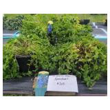 4 VENICE BLUE AUSTRIAN SPIKE SPEEDWELL