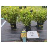 3 SUNBRIGHT GOLDEN COREOPSIS PLANTS