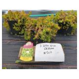 3 SOLAR SPICE SEDUM PLANTS