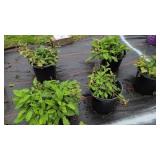 5 MEADOW SAGE PERENNIALS