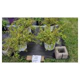 4 HARDY BEAUTY BUSH SHRUBS
