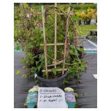 3 ASSORTED CLEMATIS
