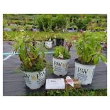 3 SUNSET CORAL PHLOX PLANTS
