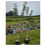 2 APPLE TREES: NORTHERN SPY & RED DELIC