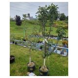 2 APPLE TREES: GOLDEN SENTINEL & FUJI