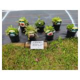 7 ASSORTED PERENNIALS