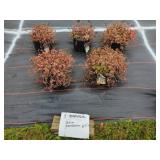 5 SEDUM GROUND COVER