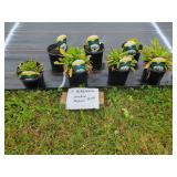 7 PERENNIAL ORIENTAL POPPIES