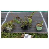 5 MIXED PERENNIAL PLANTS