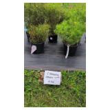 5 PERENNIAL COREOPSIS ZAGREB PLANTS