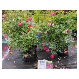 2 BURGUNDY ICEBERG ROSES