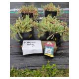 4 BLUE MOON SEDUM