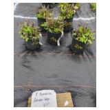 5 BUMBLESKY GARDEN SAGE PLANTS