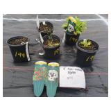 5 ROYAL WEDDING POPPY PLANTS