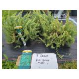 3 SEDUM REFLEXUM BLUE SPRUCE PLANTS