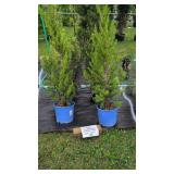 4 HARDY EVERGREENS