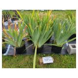 5 PERENNIAL BEARDED IRISES