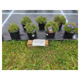 7 PERENNIAL BLUE BELLFLOWERS