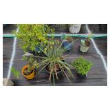 6 MIXED SHRUBS AND PERENNIALS LOT
