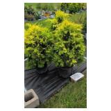 3 HARDY EVERGREEN GOLDEN HINOKI CYPRESS