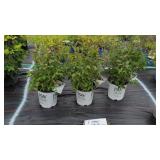 3 FRAGRANT ABELIA SHRUBS