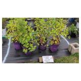 4 LOTUS MOON PEAR BUSH
