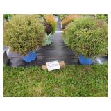 4 MIXED EVERGREEN SHRUBS