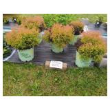 5 HARDY EVERGREEN FIRE CHIEF ARBORVITAE PLANTS
