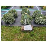 7 PERENNIAL BUGLEWEED PRINCESS ELSA