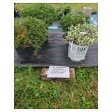 4 BROADLEAF EVERGREEN PLANTS