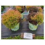 4 HARDY EVERGREEN FIRE CHIEF ARBORVITAE