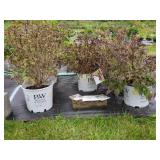 5 WEIGELA SHRUBS