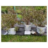 3 WINE & SPIRITS WEIGELA