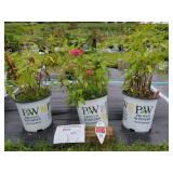 3 SUNSET CORAL PHLOX