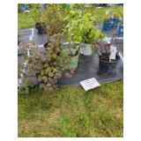 5 HARDY SHRUBS