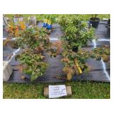 4 HARDY SHRUBS