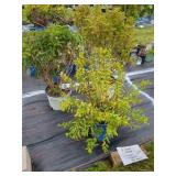 3 HARDY SHRUBS