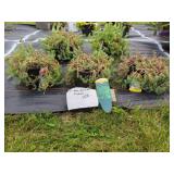 5 BLUE SPRUCE SEDUM PLANTS