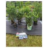 6 POTTED BLUEBERRY PLANTS