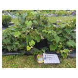 3 NIAGARA GRAPE PLANTS