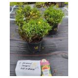 3 COREOPSIS 