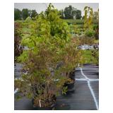 3 ASSORTED LILAC BUSHES