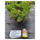 3 COREOPSIS UPTICK GOLD N BRONZE PERENNIAL