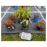 8 ASSORTED PERENNIAL PLANTS