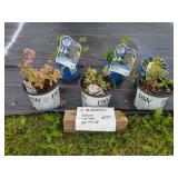 6 ASSORTED PERENNIALS