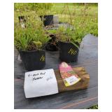 4 ROCK RED YARROW