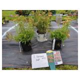3 ASSORTED YARROW