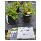 4 NOBLE KNIGHT GARDEN SAGE PLANTS