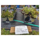 16 PERENNIAL ASSORTED PLANTS