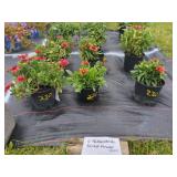 6 PERENNIAL BLANKET FLOWERS